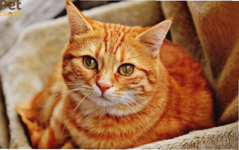 Mèo mướp chơi đùa với đồ chơi