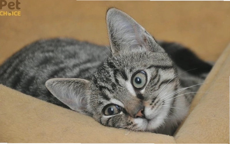 Mèo mướp cute nằm nghỉ ngơi