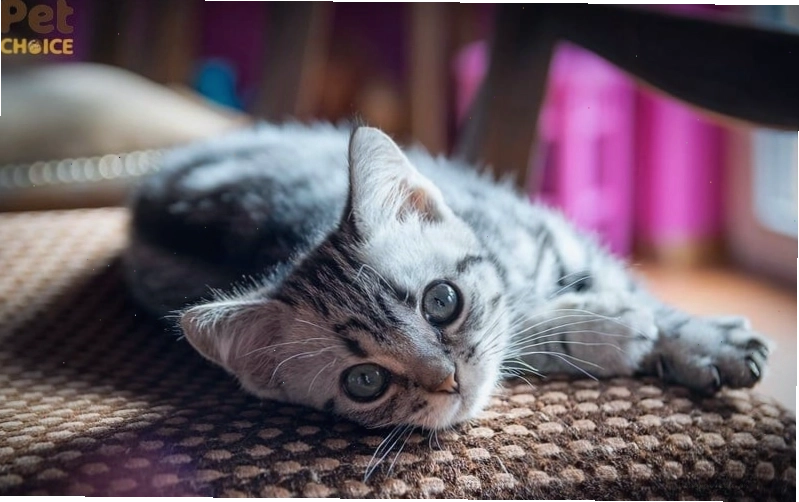 Mèo mướp với ánh mắt trìu mến