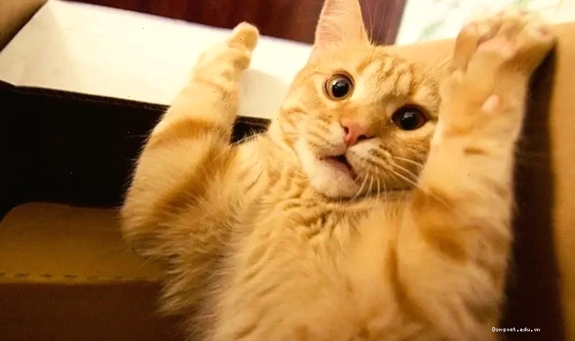 Mèo nhìn xa xăm với vẻ mặt ngơ ngác