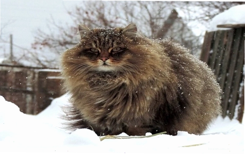 Mèo Siberian khá to bự, nhất là bờm ngay cổ làm nên thương hiệu đắt tiền cho chúng