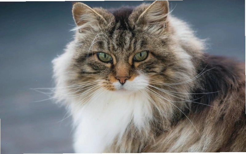 Mèo Siberian nổi tiếng nhất là ở bộ lông đẹp đã và thu hút của chúng
