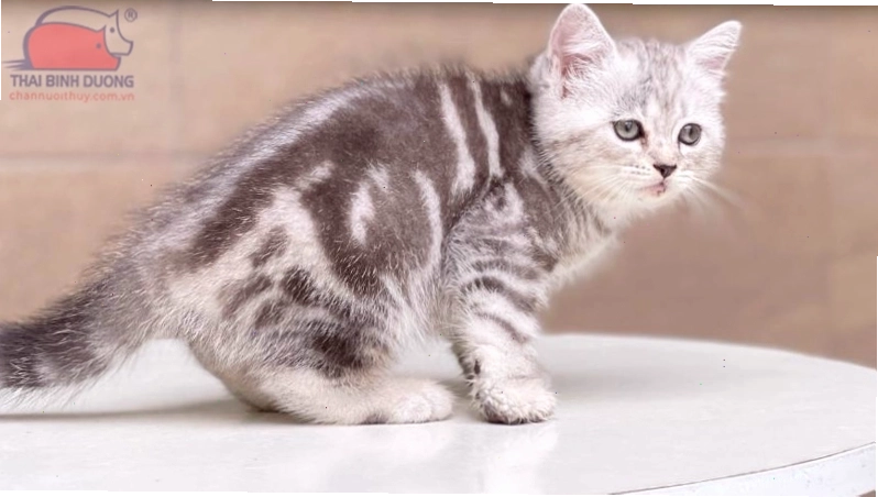 Mèo Silver Tabby với hoa văn sọc vằn ấn tượng