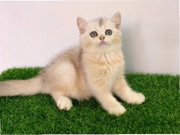 Mèo Silver thể hiện sự thông minh và quấn quýt chủ nhân