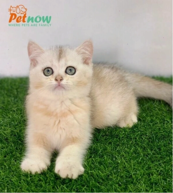 Mèo Silver với đôi mắt to tròn và khuôn mặt đáng yêu