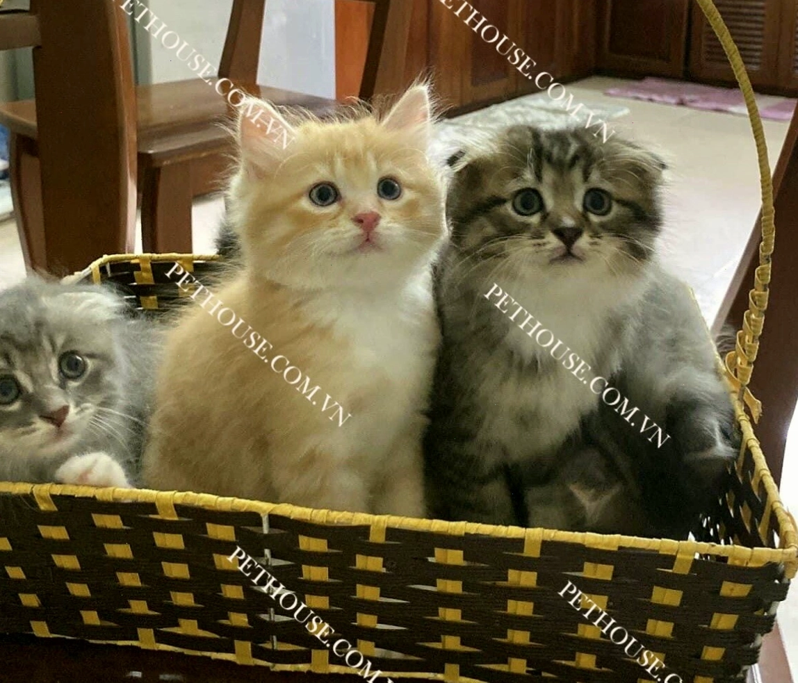Mèo ta (mèo mướp) rất thông minh và dễ nuôi