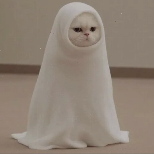 Mèo với biểu cảm ngơ ngác đáng yêu, phù hợp làm avatar vô tri meme