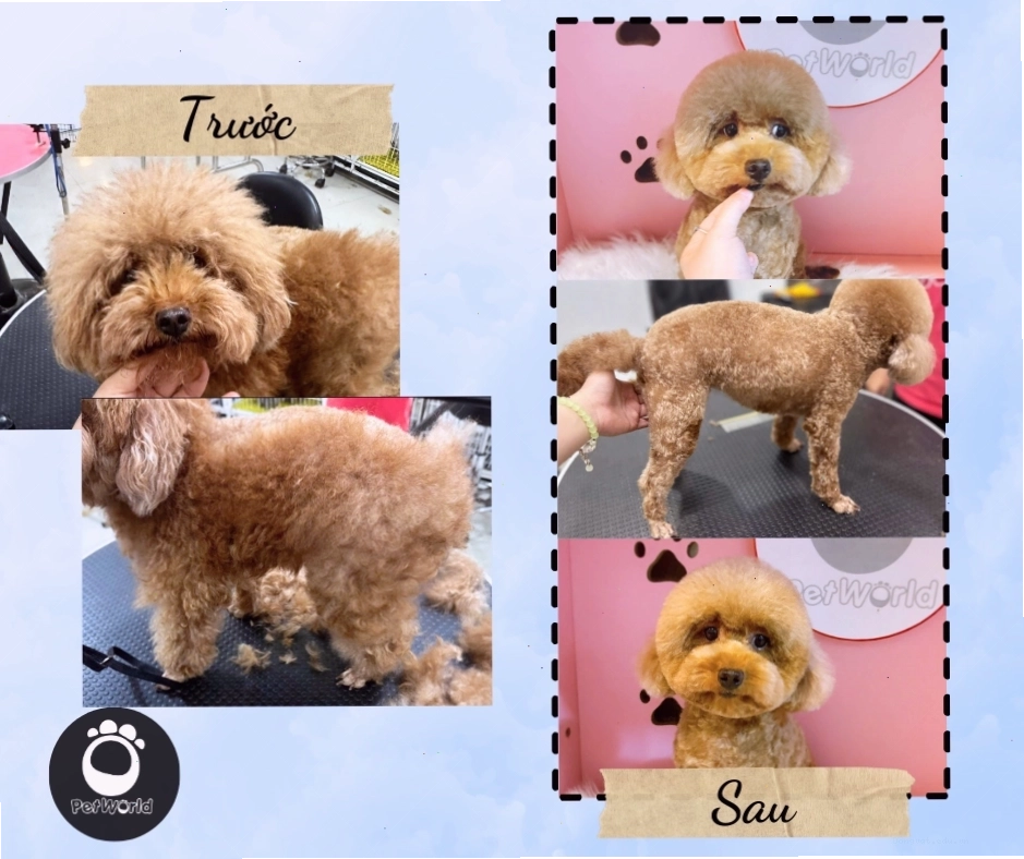 Minh họa kiểu cắt 90mm cho chó Poodle