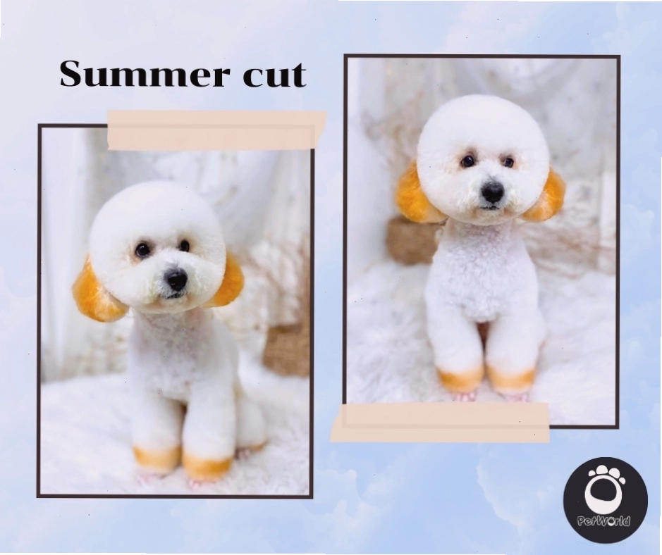 Minh họa kiểu cắt Summer Cut cho chó Poodle