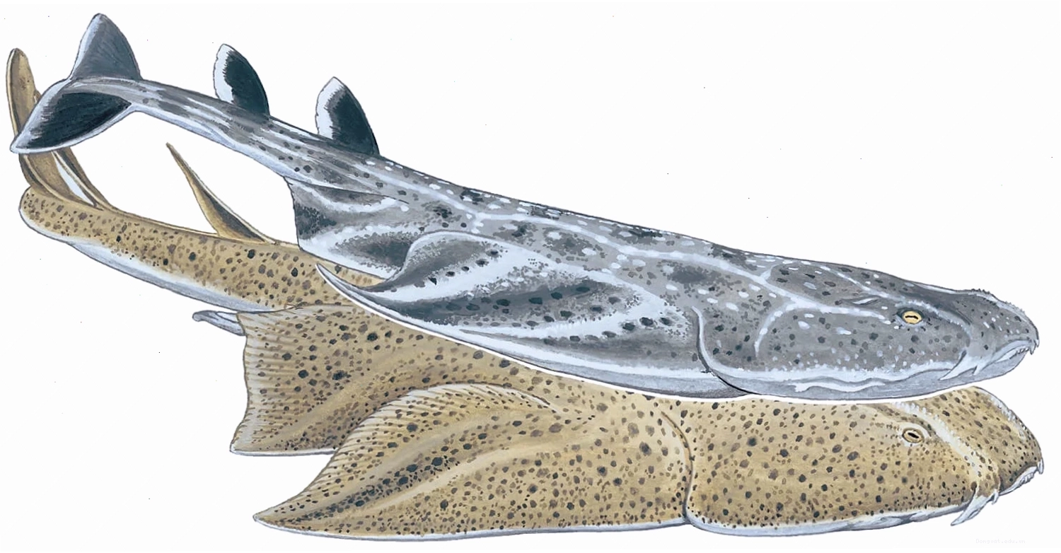 Minh họa loài cá thiên thần Angel Shark (Squatina squatina) với phần thân dẹt