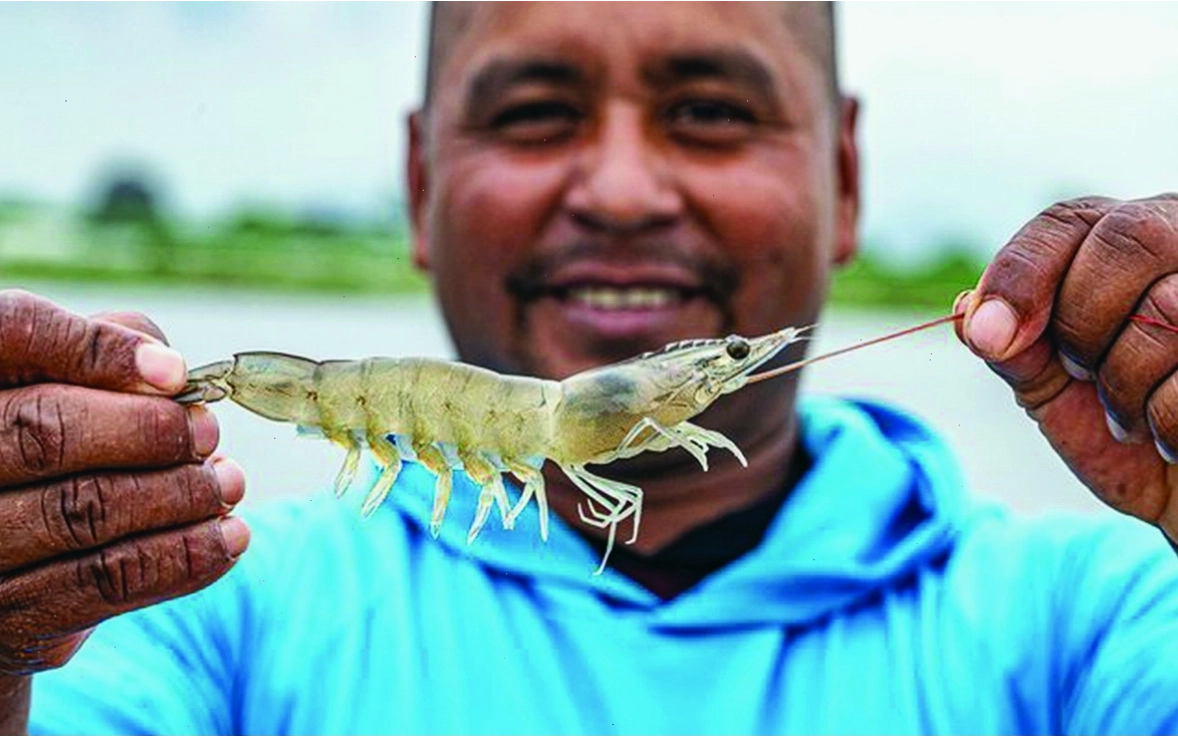 Mô hình nuôi tôm tại Ecuador