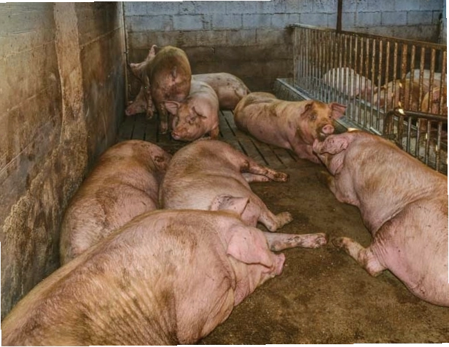 Môi trường sống mất vệ sinh tạo điều kiện cho vi khuẩn gây tiêu chảy phát triển ở heo