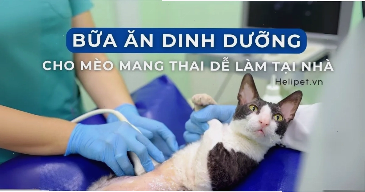 Món pate dinh dưỡng cho mèo mang thai