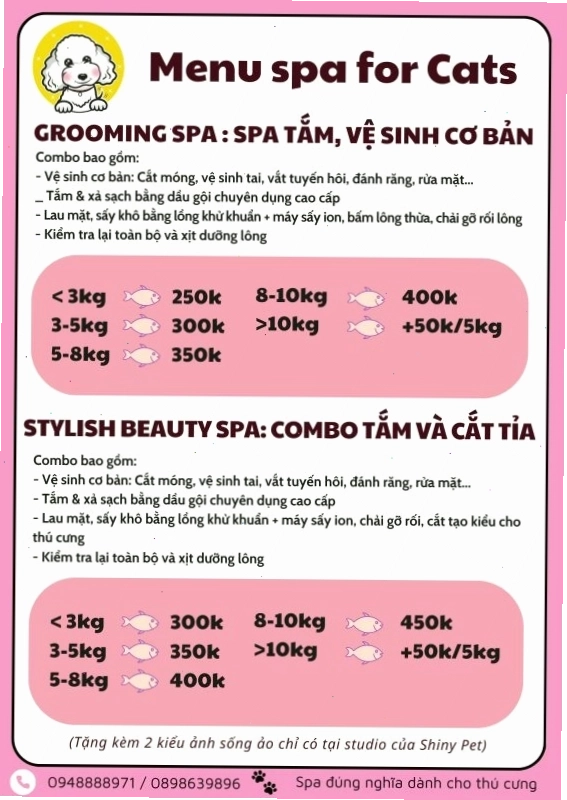 Một bé mèo đang được chăm sóc spa với bộ lông sạch sẽ và mượt mà