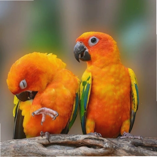 Một cặp vẹt Sun Conure đậu trên cành cây