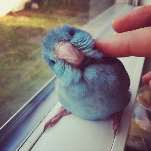 Một chiếc lồng rộng rãi với đầy đủ phụ kiện cho vẹt Parrotlet