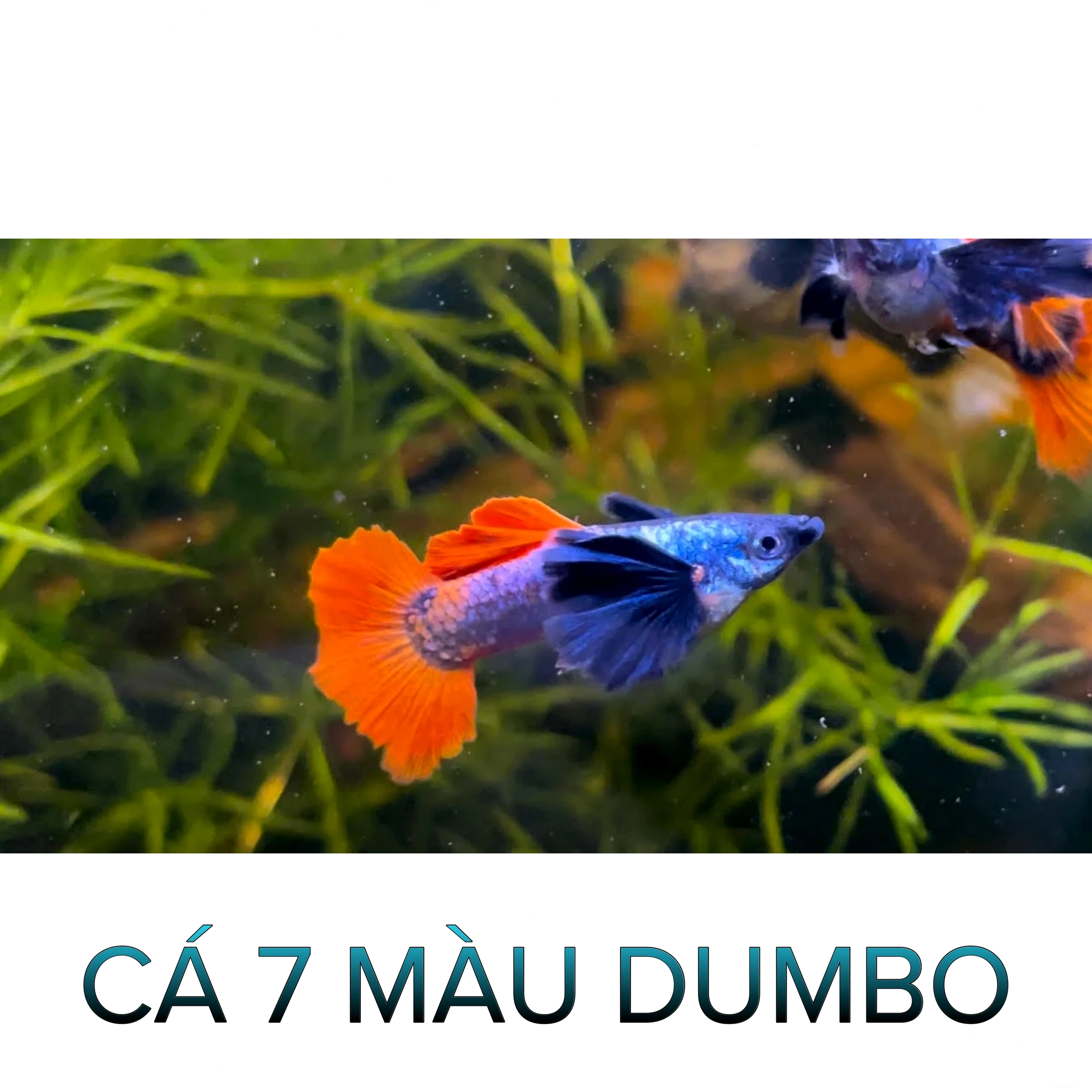 Một chú cá 7 màu Dumbo Red Tail khỏe mạnh bơi trong bể
