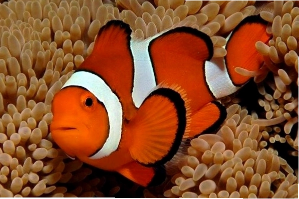 Một chú cá hề Nemo đang bơi lội trong hồ