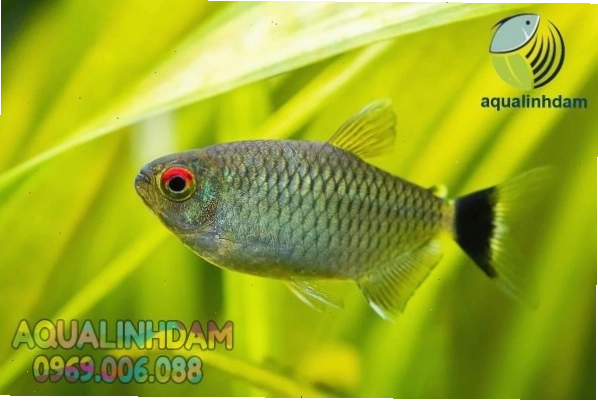 Một chú cá ngân bình khỏe mạnh
