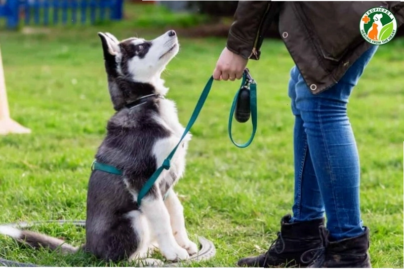 Một chú chó đang cảnh giác nhìn về phía xa