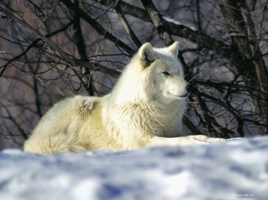 Một con Arctic wolf đứng trên nền tuyết