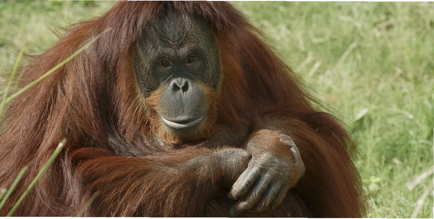 Một con orangutan Bornean đang ngồi trên bãi cỏ