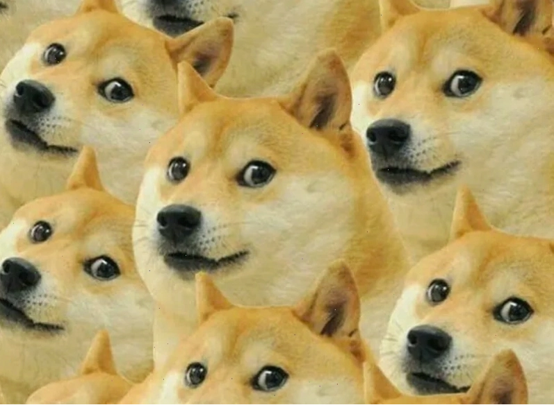 Một meme chó Shiba với biểu cảm hài hước