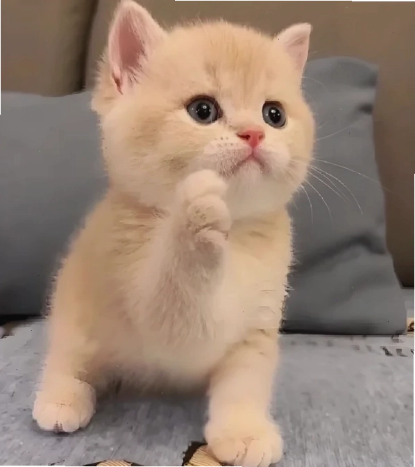 Một meme thắc mắc khác với phong cách vẽ đơn giản
