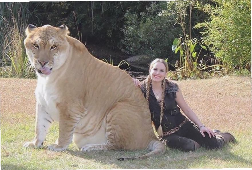 Một người phụ nữ ngồi cạnh một con vật lai tạo lớn, sư tử lai hổ (liger) trên bãi cỏ
