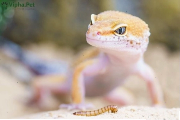 Một số loài bò sát có kích thước khác nhau