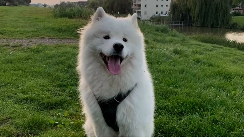Một số vấn đề sức khỏe thường gặp ở chó Samoyed