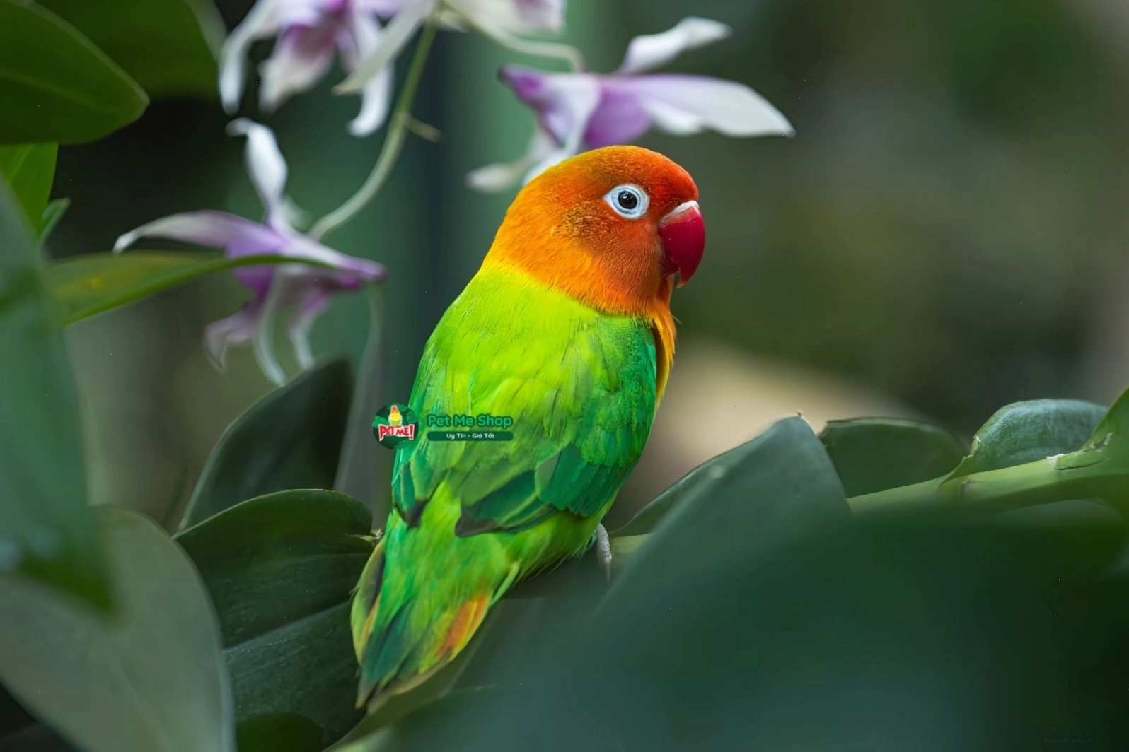 Nên chọn mua vẹt Lovebird tại các địa chỉ uy tín