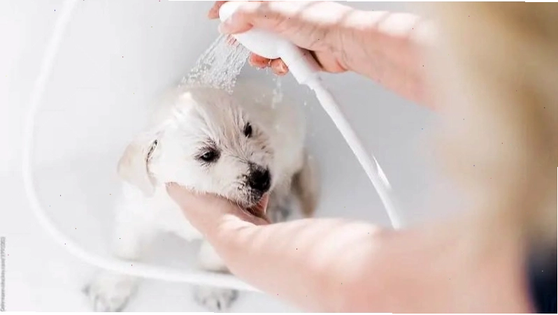 Nên sử dụng sữa tắm cho chó con nào có độ pH phù hợp và thành phần tự nhiên