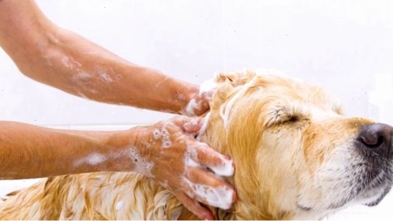 Nên tắm thường xuyên cho chó để giữ vệ sinh