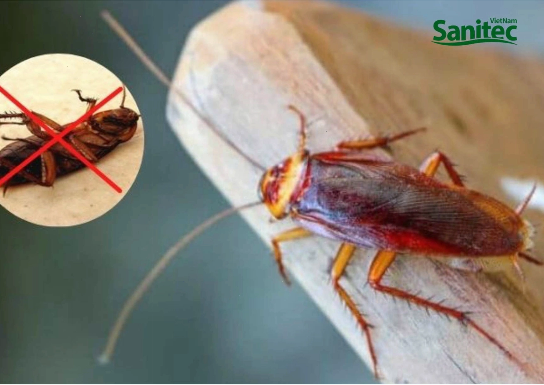 Ngăn chặn gián xâm nhập tủ bếp bằng cách vệ sinh sạch sẽ
