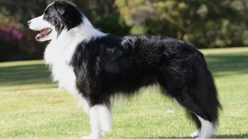 Ngoại hình chó Border Collie cân đối và nhanh nhẹn