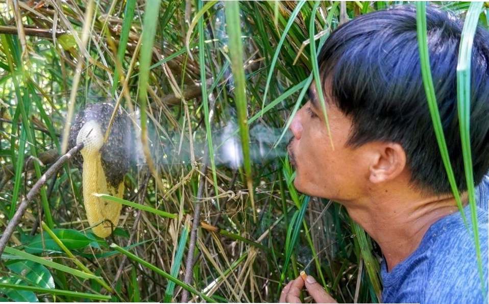 Ngoài ong vò vẽ, người thợ còn săn cả ong mật và ong ruồi