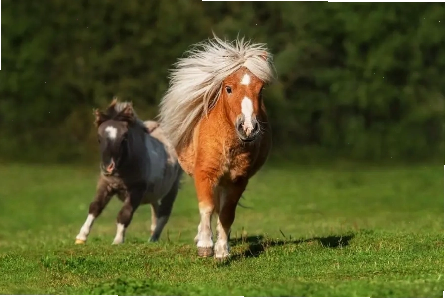 Ngựa lùn Pony tại vườn thú ZooDoo Đà Lạt