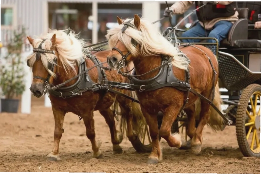 Ngựa lùn Pony thích hoạt động và lao động