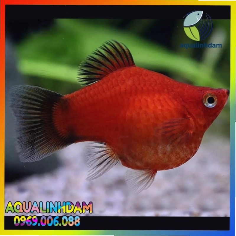 Người chơi đang lựa chọn những con cá mún lửa khỏe mạnh tại cửa hàng