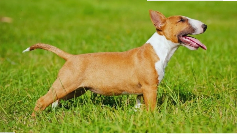 Người chủ đang chọn mua chó sục bò