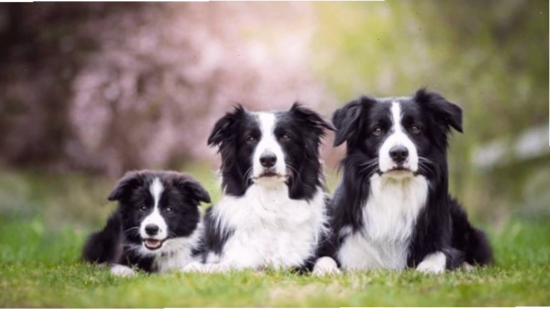 Nguồn gốc chó border collie tại vùng biên giới Anh Scotland