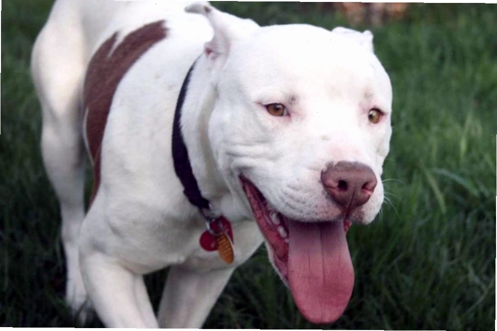 Nguồn gốc chó Dogo Argentino