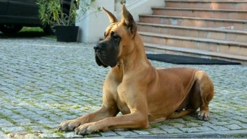 Nguồn gốc chó Great Dane và các nền văn minh cổ đại