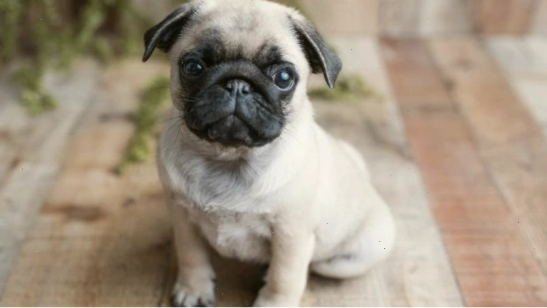 Nguồn gốc của chó Pug từ Trung Quốc, từng được hoàng gia yêu thích