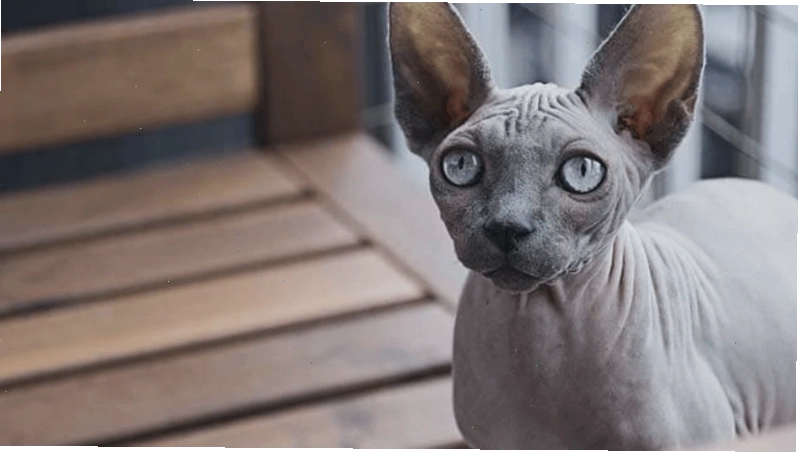 Nguồn gốc và sự xuất hiện của giống mèo Ai Cập Sphynx trên thế giới