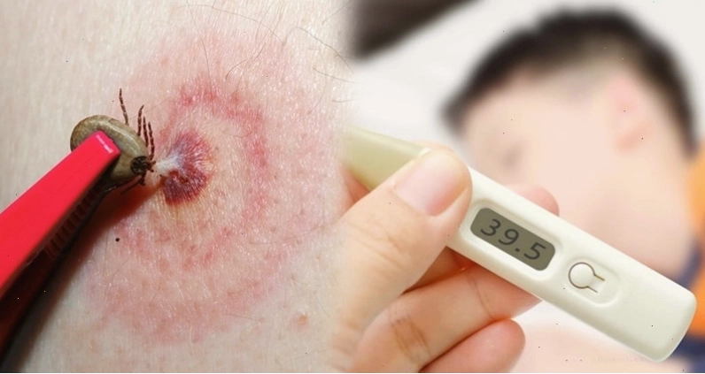 Nguồn gốc ve rận chó và cách điều trị an toàn