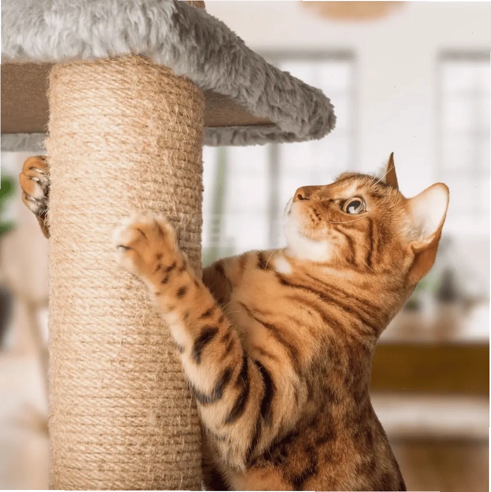Nhà cây cho mèo mang lại nhiều lợi ích thiết thực cho sức khỏe và tinh thần của thú cưng
