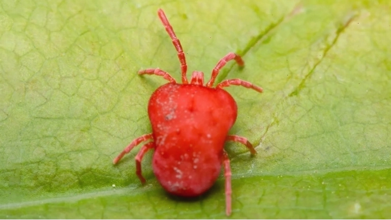 Nhện ăn thực vật