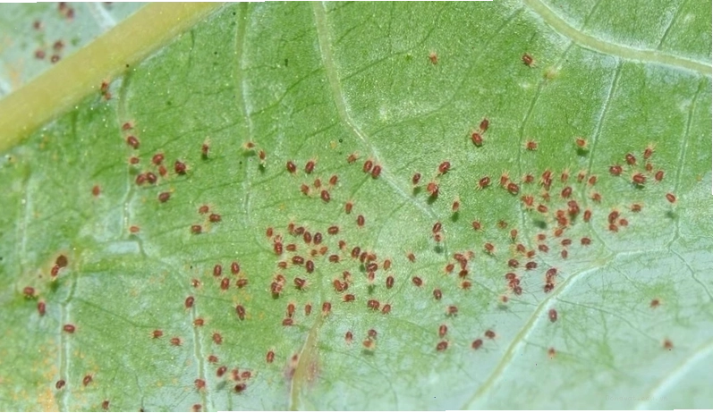 Nhện đang tiêu hóa con mồi
